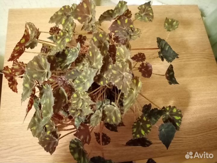 Бегония тигровая