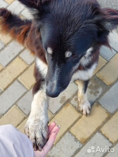 Выгул собак