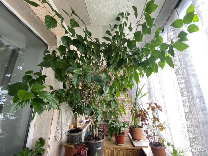 Гибискус китайская роза