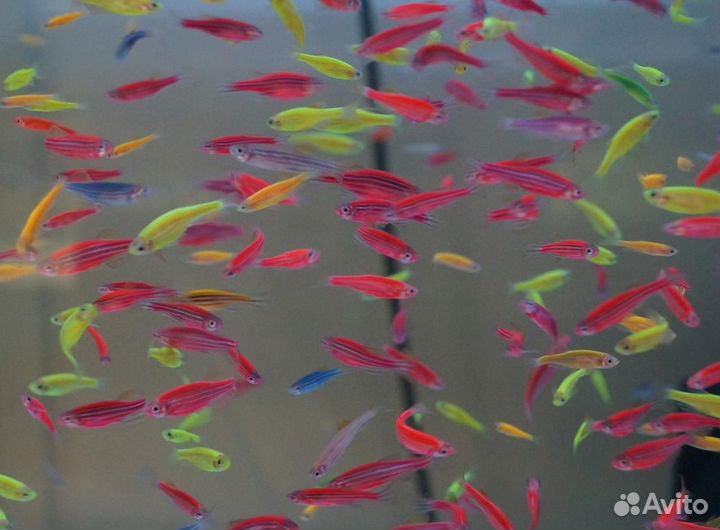 Рыбки аквариумные розница опт