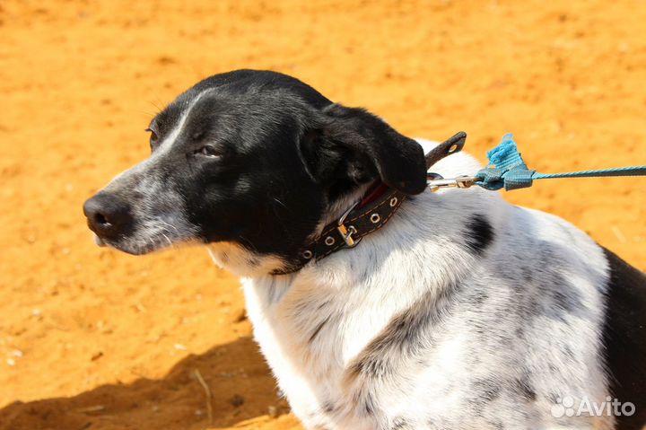 Небольшая собачка в добрые руки