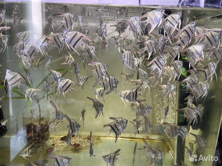 Скалярия зебра голубая