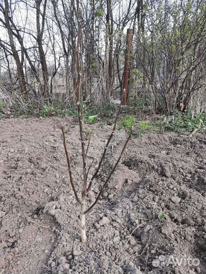 Грецкий орех саженцы