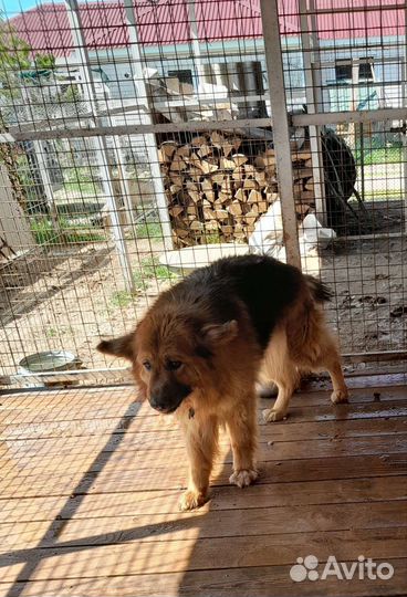 Немецкая овчарка