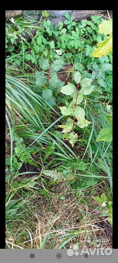 Слива желтая саженцы