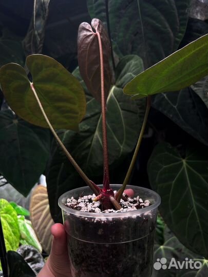 Anthurium AOS x Magnificum