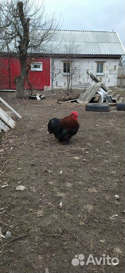 Петухи породы карликовый кохинхин