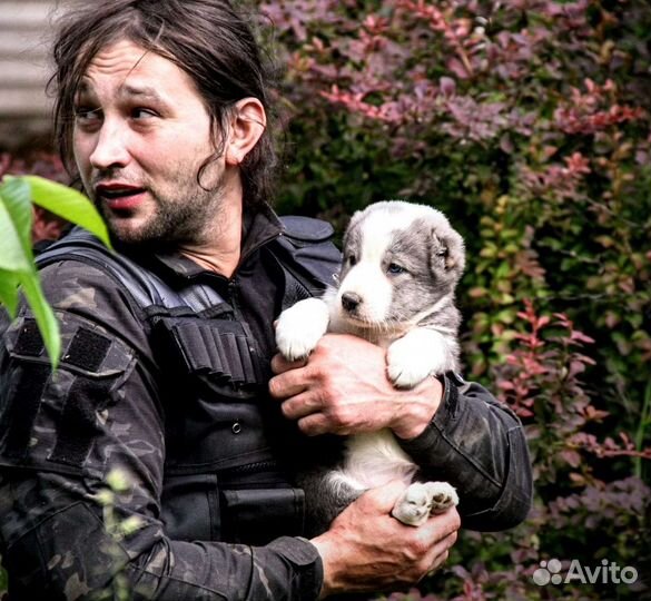 Щенки алабая