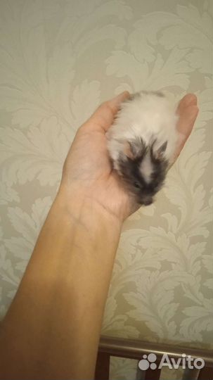 Сирийские ангорские хомяки(клетки)