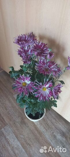 Хризантема корейская в горшках