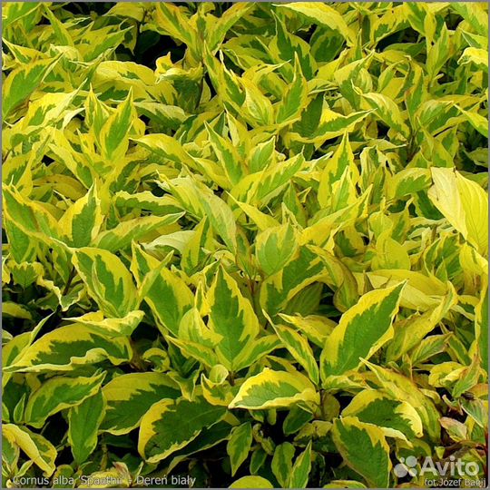 Кустарники,многолетники,девичий виноград