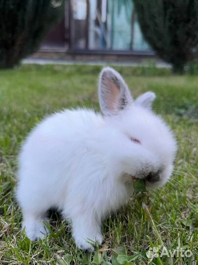 Кролик