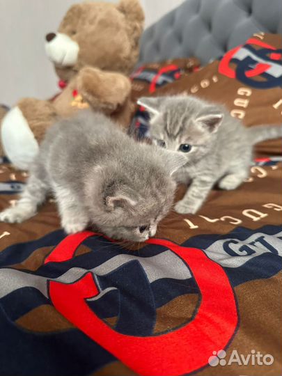 Шотландская