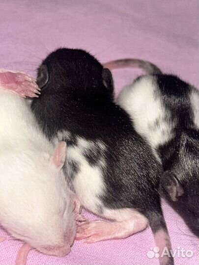 Крысята дамбо