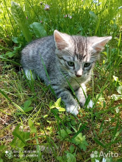 Котята