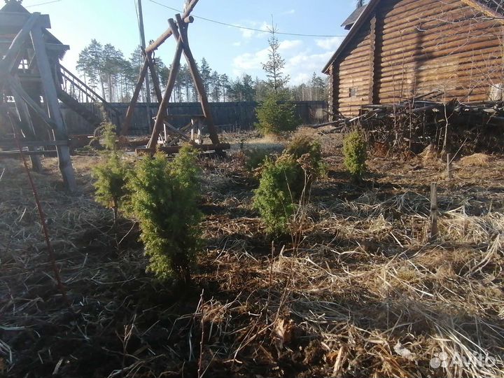 Ель голубая