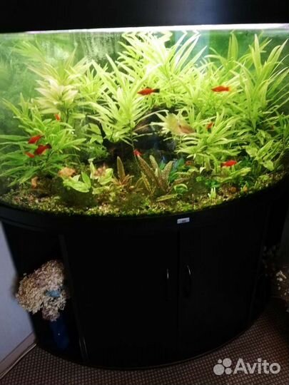 Аквариум juwe Trigon 350 черный