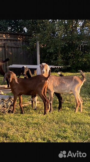 Англо нубийские козы и козлик