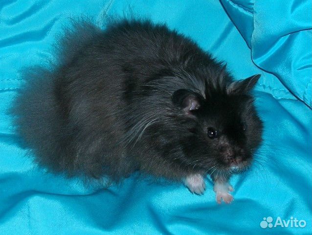 Клетки новые для хомяка