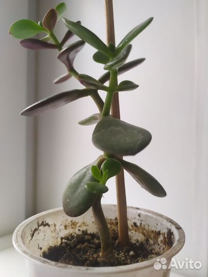 Толстянка. Крассула. Денежное дерево