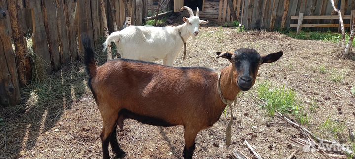 Коза дойная чешская