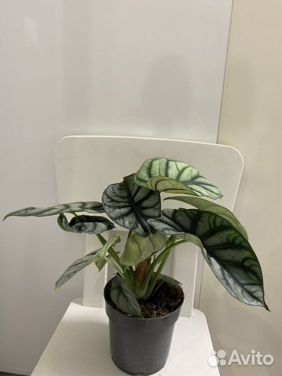 Алоказия сильвер дракон
