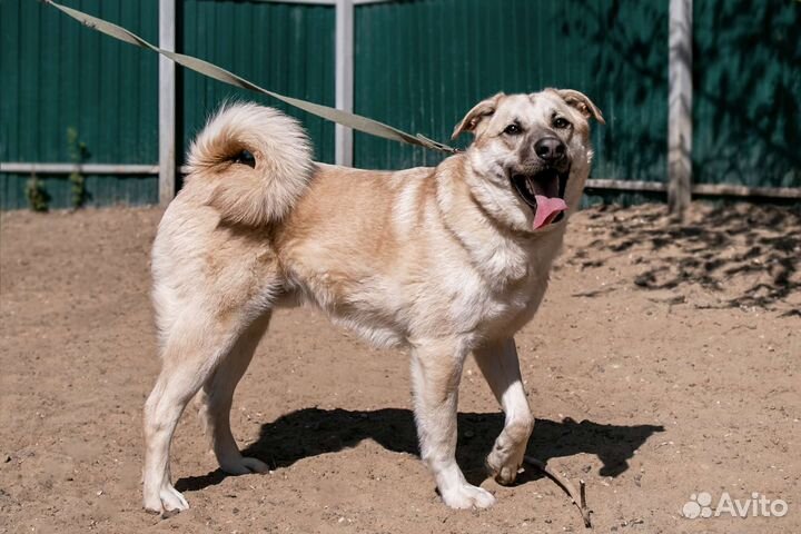 Бывшедомашний молодой пес Байк