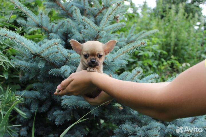 Щенки чихуахуа