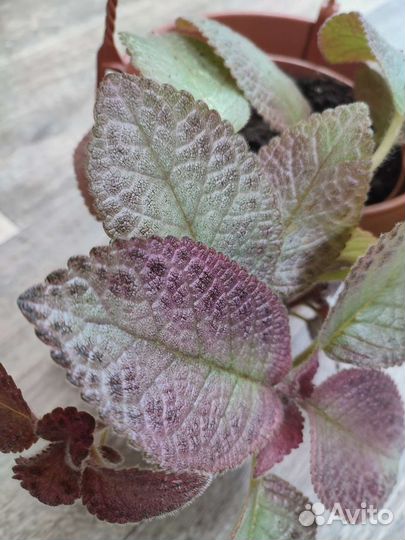 Цветы эписция