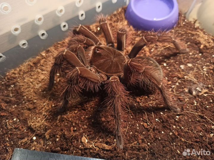 Паук птицеед Theraphosa blondi