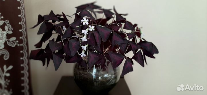 Кислица оксалис отросток