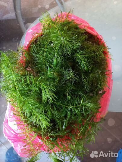 Аквариумные растения