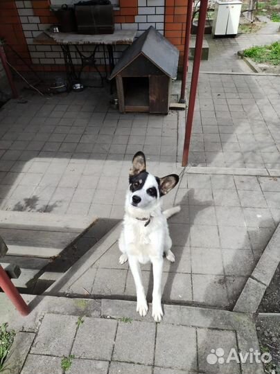 Пес