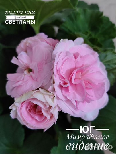 Пеларгония юг Мимолётное видение