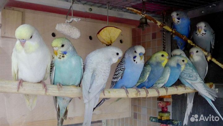 Волнистые птенцы, красивые, много