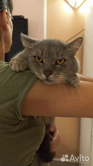 Кошка в дар