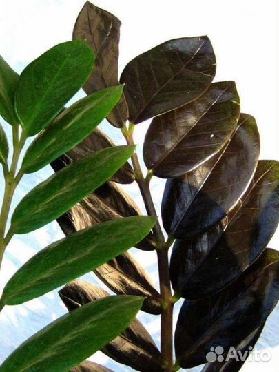 Замиокулькас чёрный - Рейвен (Raven), Супер Нова