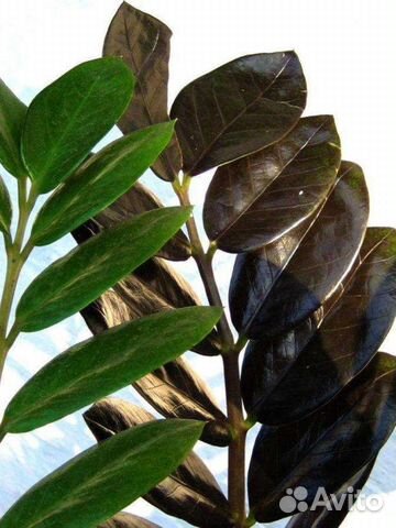 Замиокулькас чёрный - Рейвен (Raven), Супер Нова