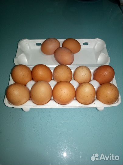 Домашние куриные яйца