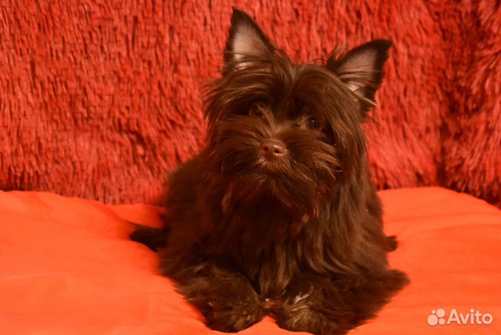 Йорк - девочка горький шоколад 5 мес