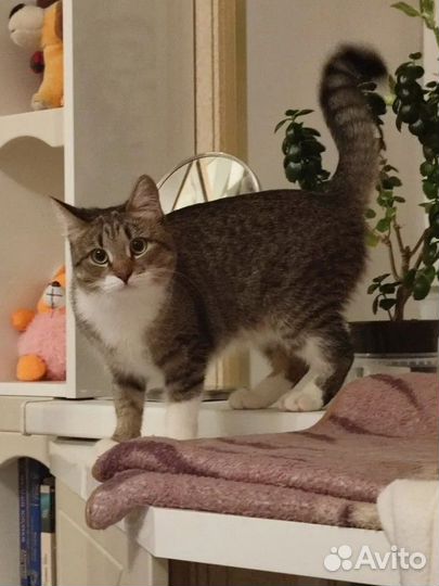 Передержка кошек, птиц и грызунов