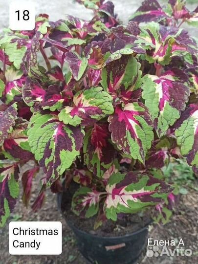 Колеусы вегетативные