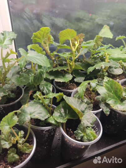 Бегония белекония Шардоне, Сноу