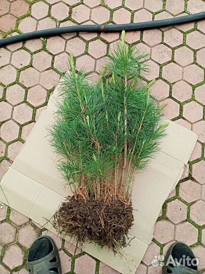 Саженцы сибирского кедра