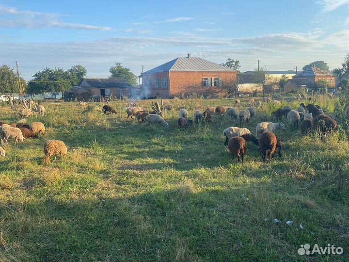 Овцы бараны