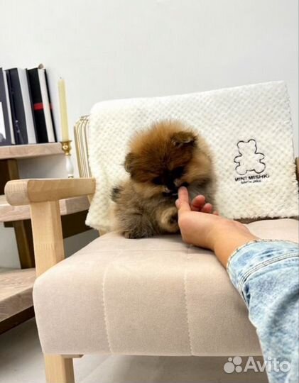 Померанский шпиц