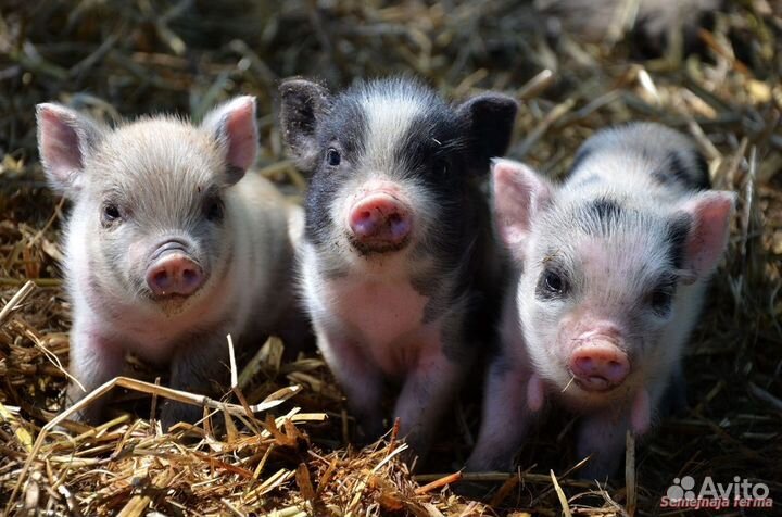 Поросята