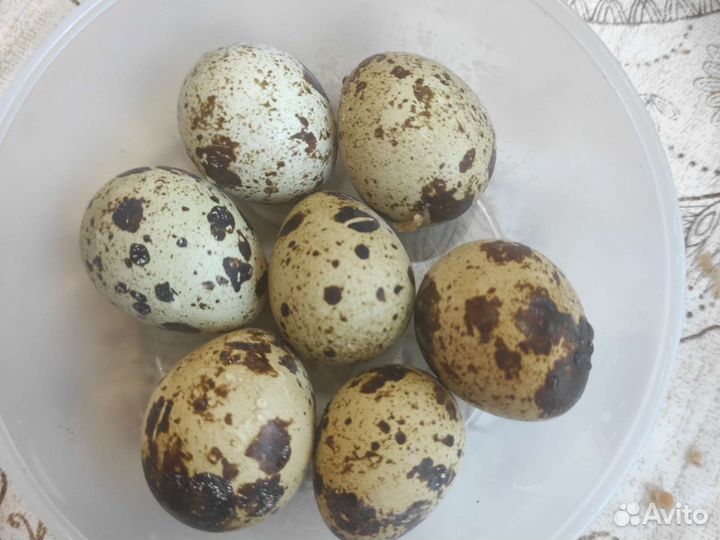 Яйца перепелиные домашние