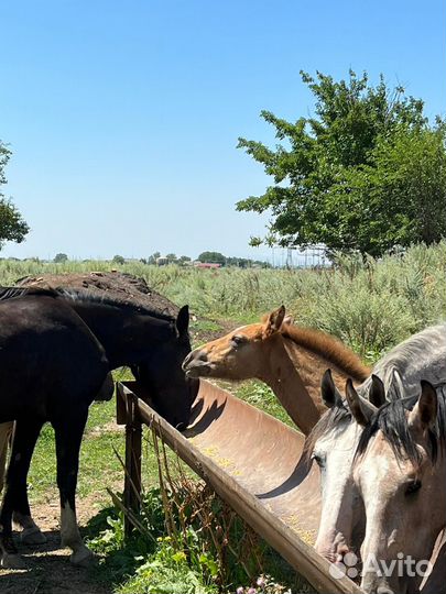 Продаются лошади