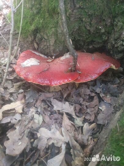 Печеночница